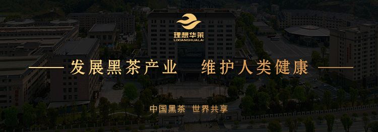 华莱黑茶最新消息，引领行业变革，铸就品牌辉煌